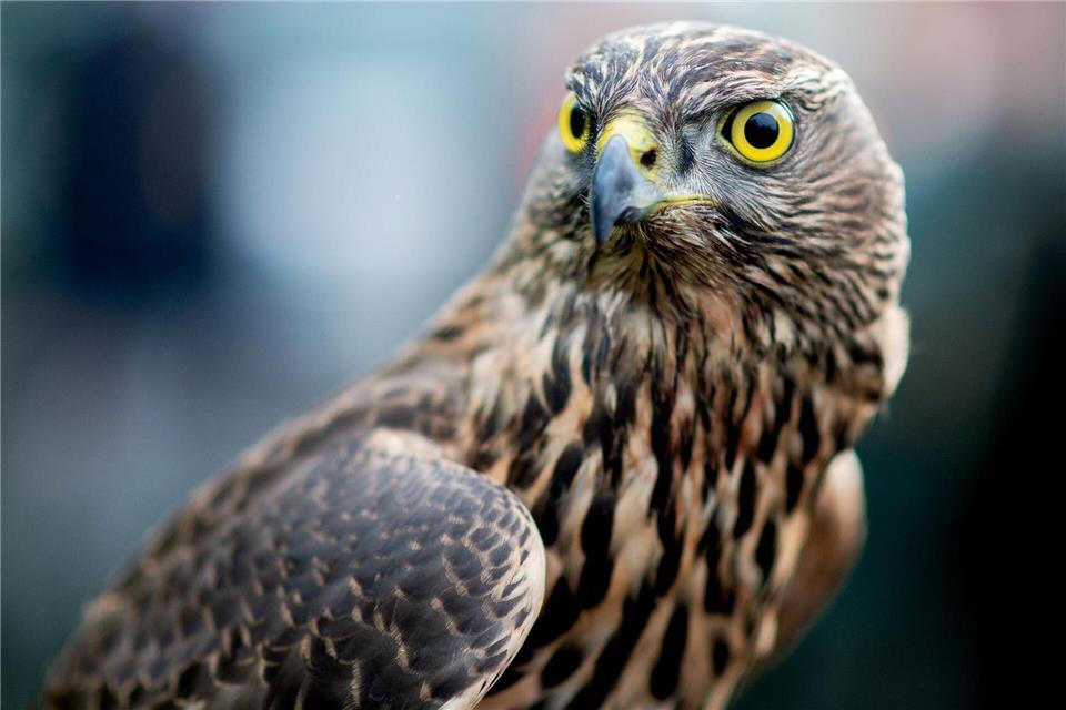Habichte sind streng geschützte Vögel - dennoch geriet ein Tier in eine illegale Falle. Es musste eingeschläfert werden. (Archivfoto)Hauke-Christian Dittrich/dpa