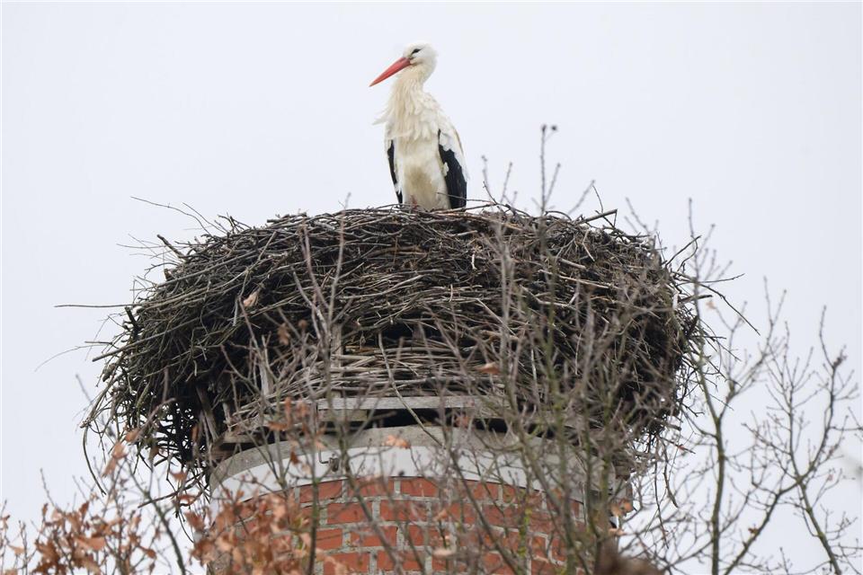 Hält Storch „Fridolin“ Ausschau nach seiner langjährigen Partnerin „Mai“? Julian Stratenschulte/dpa