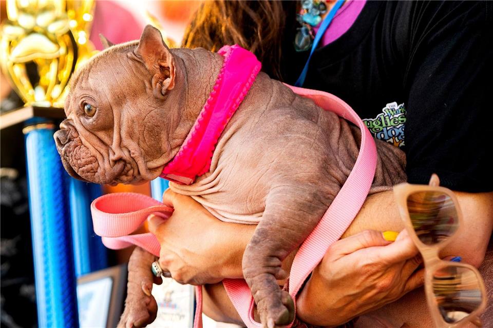 Hässlicher geht’s nicht, befanden die Juroren - und kürten Petunia zur Siegerin.Noah Berger/AP/dpa