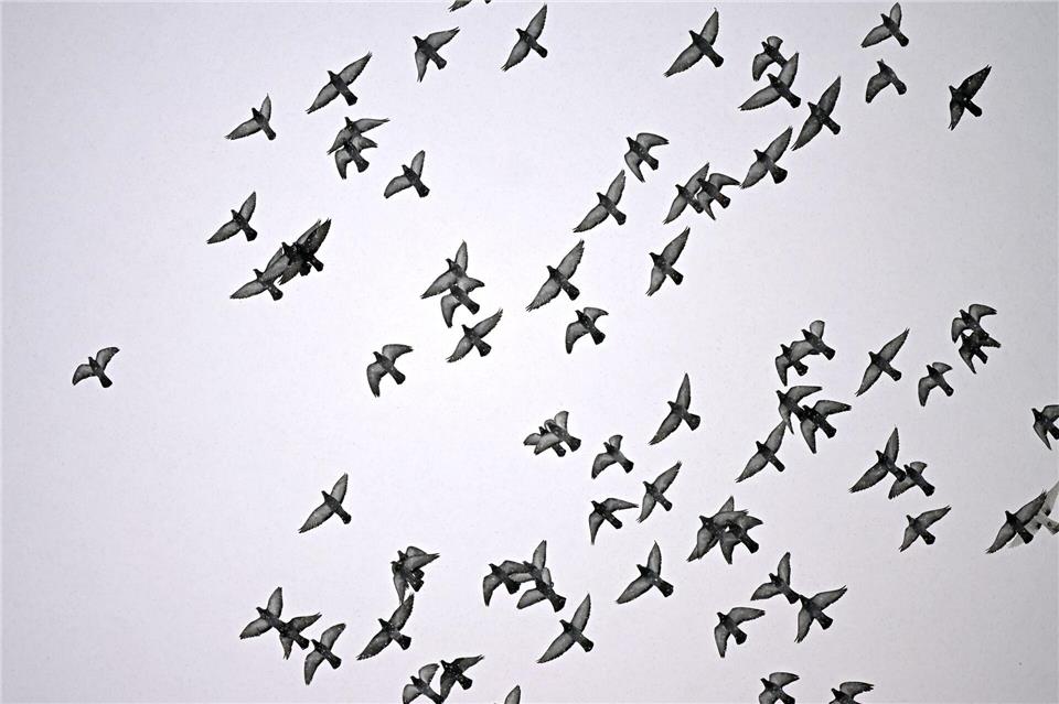 Häufig wird die Effektivität von Taubenschlägen angezweifelt. Jennifer Brückner/dpa