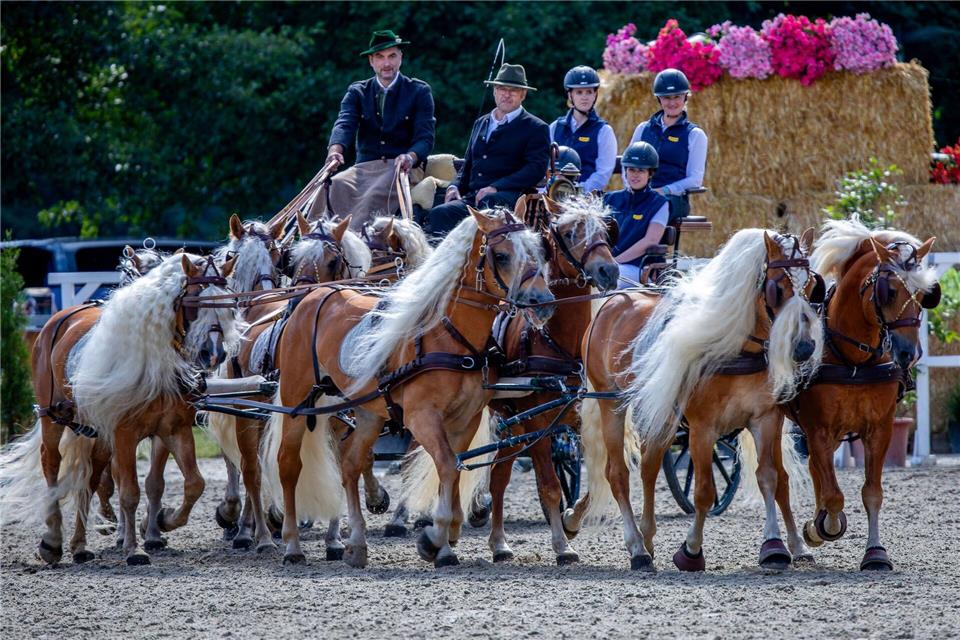 4.500 Besucher bei Redefiner Pferdetagen Haflinger-Pferde beim Showprogramm vor der Tribüne.Jens Büttner/dpa