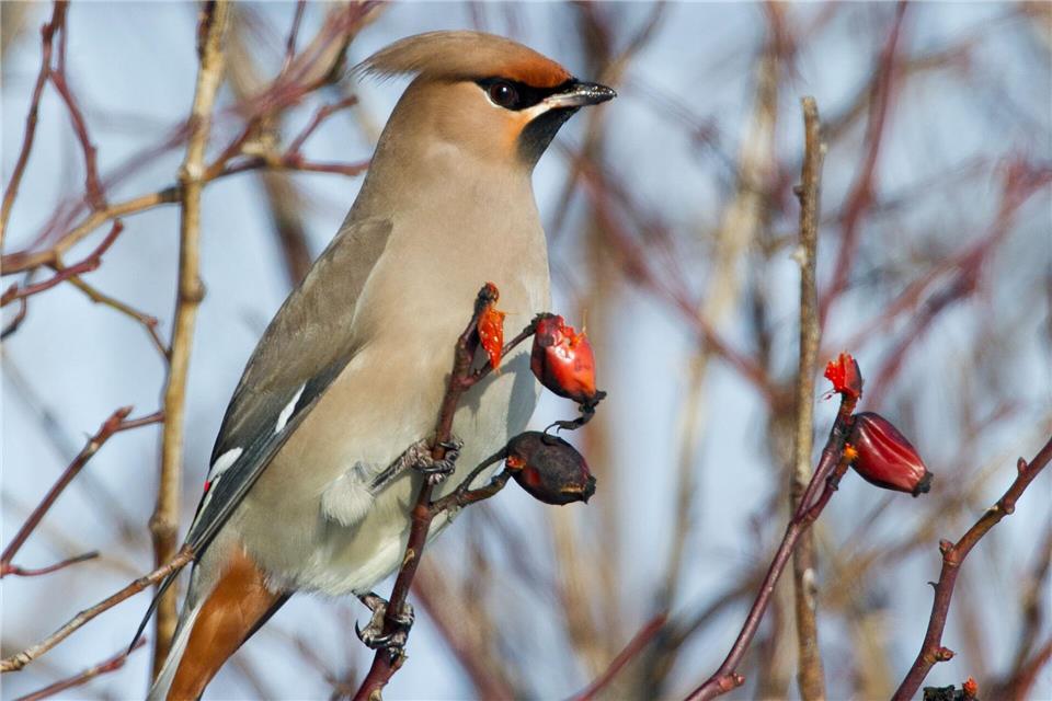 Hagebutten sind für Vögel in der kalten Jahreszeit ein willkommener Snack.Patrick Pleul/dpa/dpa-tmn