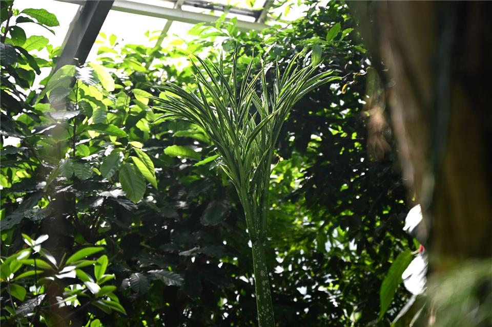 Hallo „Titania“: Im Botanischen Garten von Dortmund steht seit einigen Tagen eine neue Titanenwurz. (Archivbild)Celine Frohnapfel/dpa