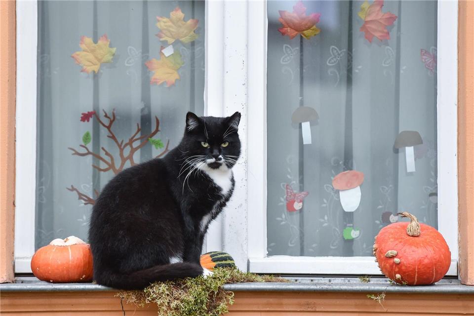 Halloween ohne Stress: Tipps für entspannte Vierbeiner Halloween naht - und damit auch Gruselpartys, Kostüme und Lärm, die für viele Haustiere Stress bedeuten.Patrick Pleul/dpa/dpa-tmn