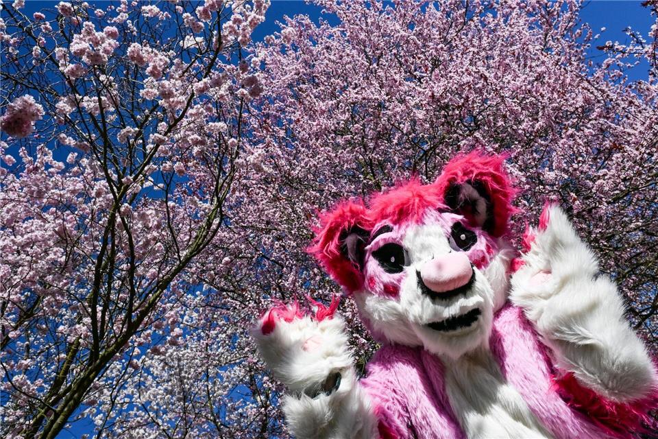 Hanami-Fest in voller Blüte: Kirschblütenzauber und Cosplay in den Gärten der Welt in BerlinJens Kalaene/dpa