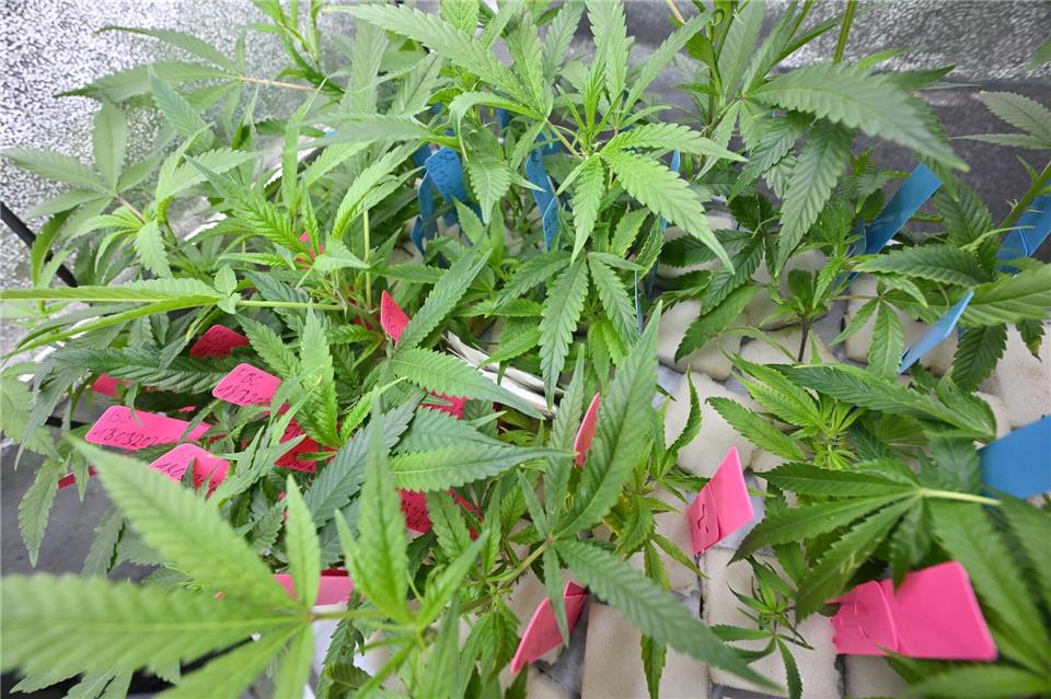 Hanf-Anbauvereine sollen nach der Teillegalisierung von Cannabis eine Alternative zum illegalen Markt für Hanfprodukte sein.Julian Stratenschulte/dpa