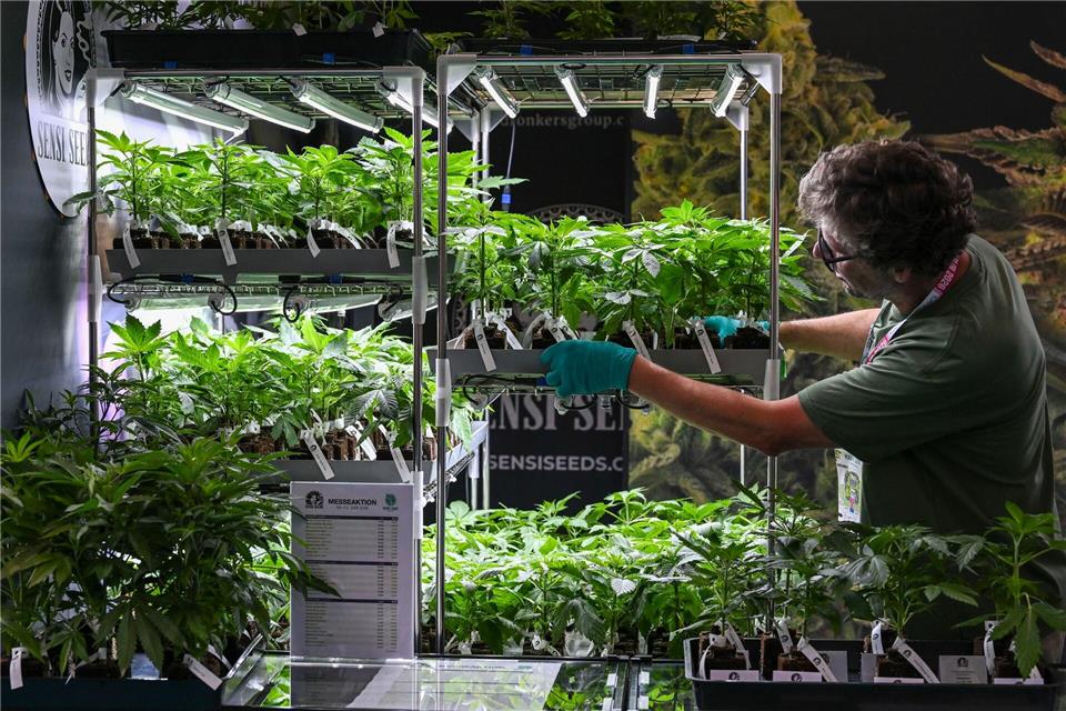 Hanfpflanzen werden auf der Cannabis-Messe „Mary Jane Berlin“ an einem Stand von „Sensi Seeds“ einsortiert.Jens Kalaene/dpa