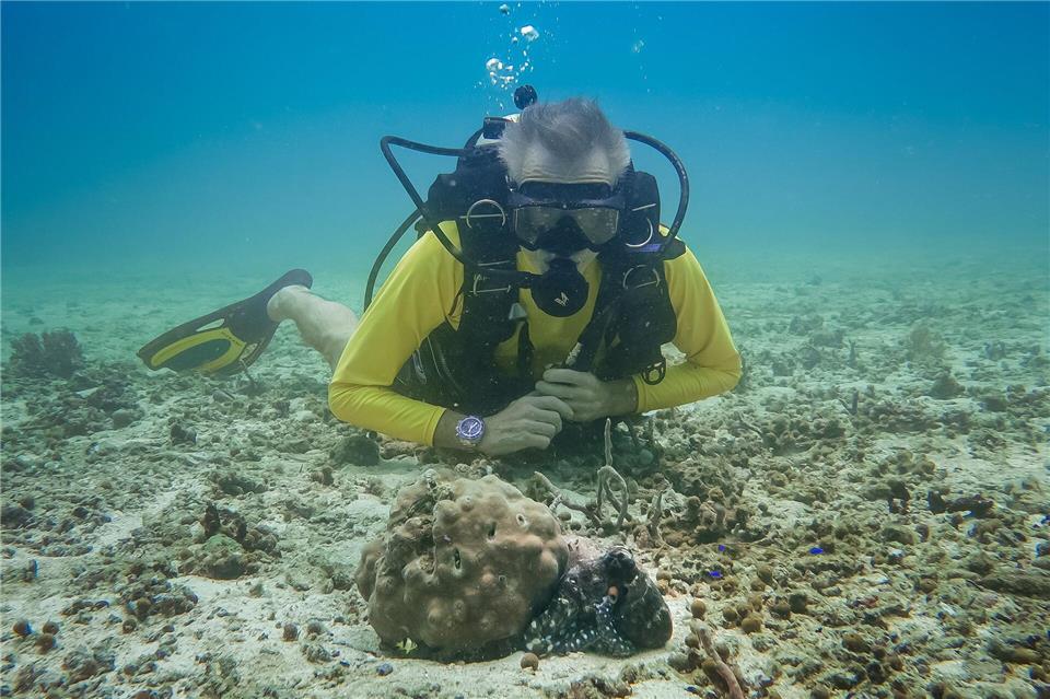Hannes Jaenicke beim Tauchen in Indonesien mit einer Großen Blauen Krake (Day Octopus) im Vordergrund. Markus Strobel/Tango Film Gmbh/ZDF/dpa