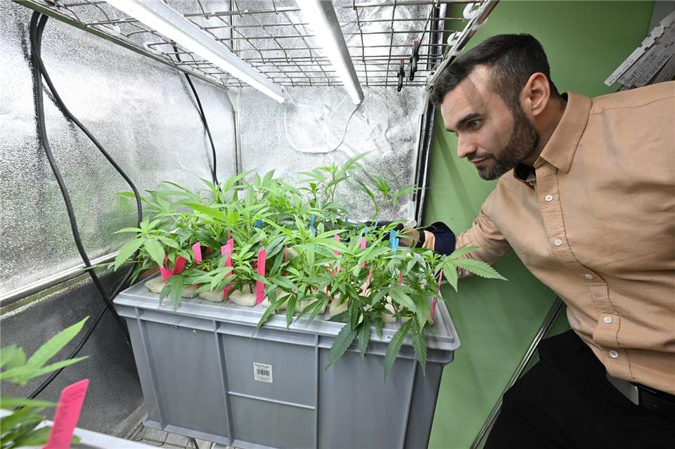 Hannes Lokatis ist der Vorsitzende des Hanf-Anbauvereins Hemp Heaven Hannover.Julian Stratenschulte/dpa