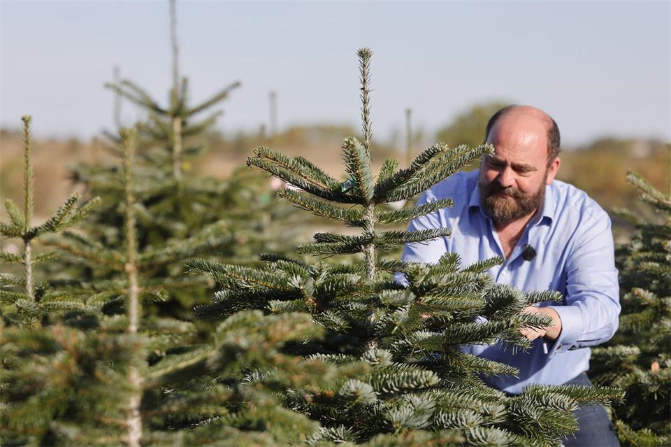 Hardy Busche von der Firma Harzer Tanne bereitet seine Bäume für die Weihnachtszeit vor. Matthias Bein/dpa