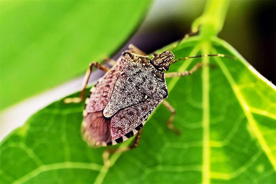 Harmlose Stinker: Diese Wanzen sind für uns Menschen ungefährlich, riechen aber fies, wenn sie in Gefahr sind – deshalb vorsichtig nach draußen bugsieren.picture alliance/dpa