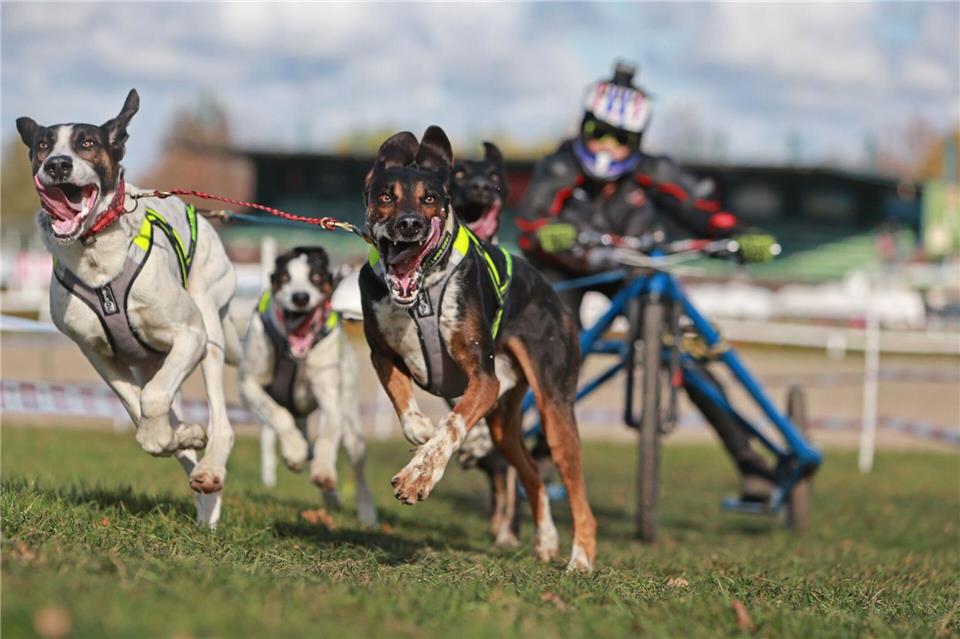 Harzer Luchstrail: Beim Hundeschlittenrennen im Harz geht es zur Sache.Matthias Bein/dpa
