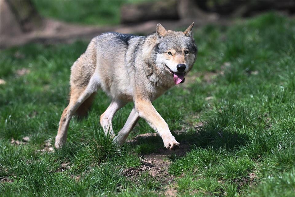 Hat ein Wolf vier Ziegen getötet? (Symbolbild)Bernd Weißbrod/dpa