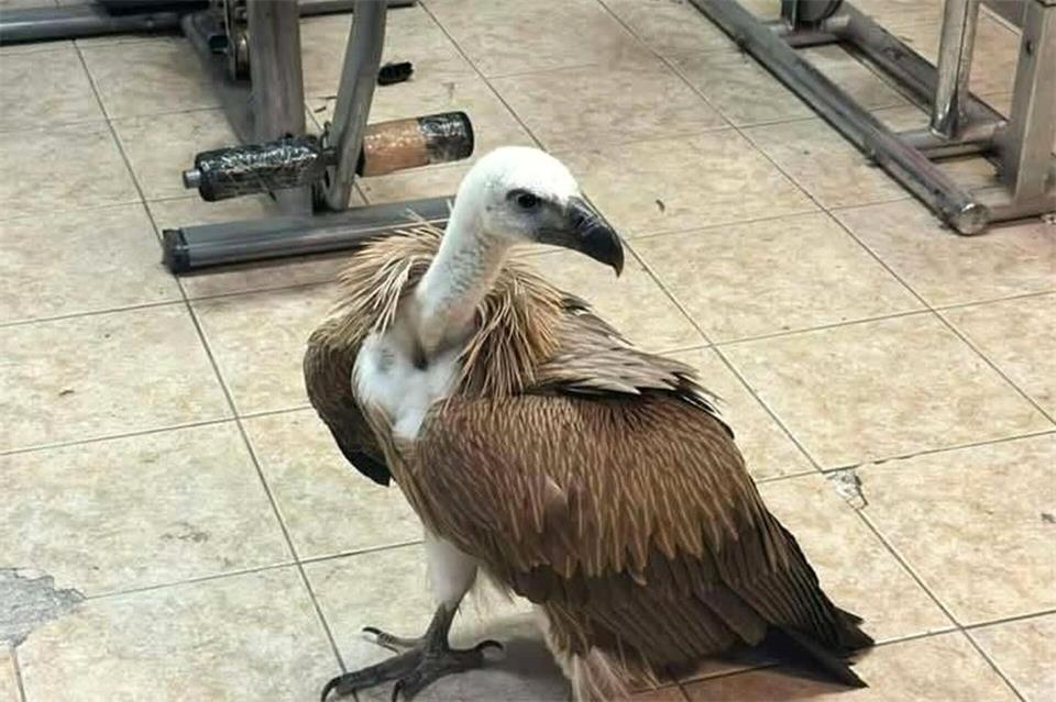 Hatte es sich auf dem Flügel eines Flugzeugs bequem gemacht: Gänsegeier am Flughafen Heraklion auf Kreta. Antonis Petrakis/patris.gr/dpa