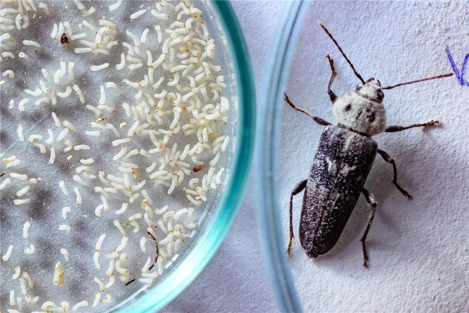 Hausböcke zerstören nur Nadelholz.Patrick Pleul/dpa