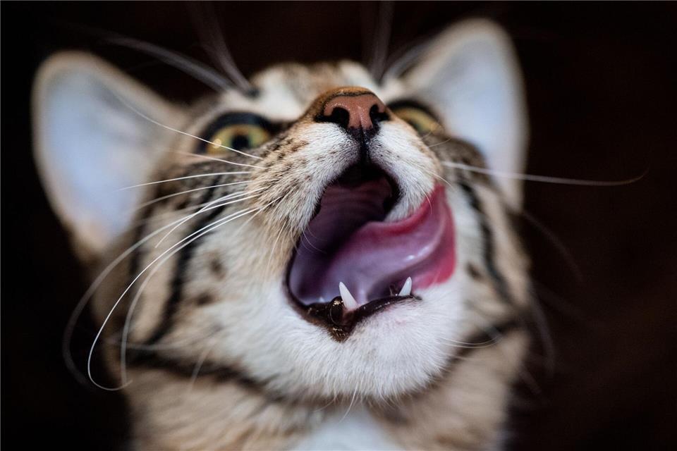 Hausmittel wie selbst gekochte Hühnerbrühe oder Katzenjoghurt sind in der Regel keine geeignete Lösung, wenn die Katze Magen-Darm-Probleme hat.picture alliance / dpa Themendienst