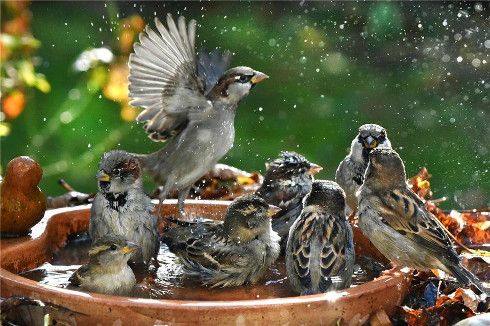 Haussperlinge baden in einer Vogeltränke.Waltraud Grubitzsch/dpa