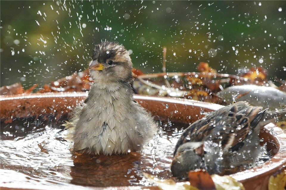 Haussperlinge leben meistens in Gruppen zusammen. (Symbolbild)Waltraud Grubitzsch/dpa