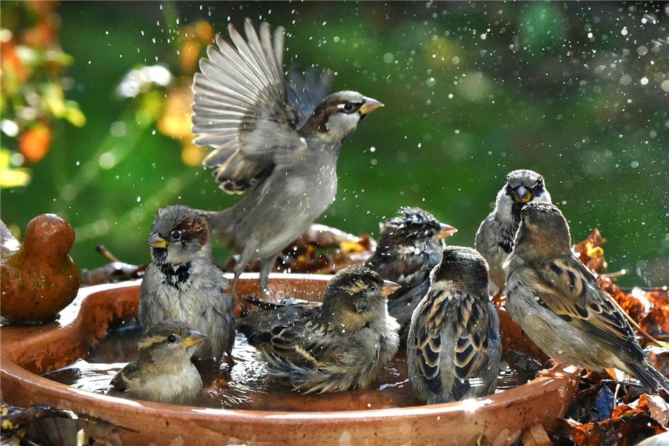 Haussperlinge sind immer in der Gruppe unterwegs und brauchen deshalb Nistplätze und Nahrung für viele Vögel. (Symbolbild)Waltraud Grubitzsch/dpa