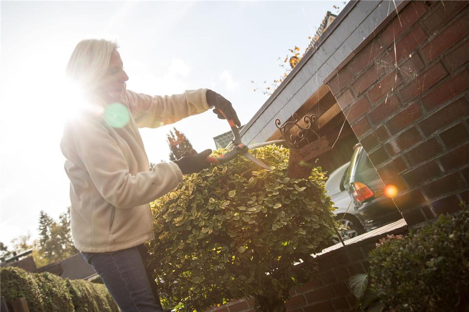 Hecken sollten erst im Herbst geschnitten werden, wenn das Wachstum abgeschlossen ist – für saubere Konturen in den Wintermonaten.picture alliance/dpa/dpa-tmn