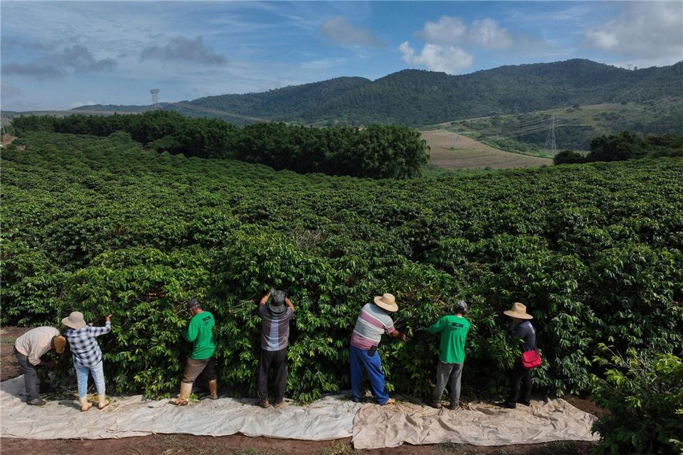 Heftiger Starkregen bedroht laut einer Studie zunehmend die Kaffeeproduktion im weltweit größten Anbauland Brasilien. (Archivbild)Andre Penner/AP/dpa