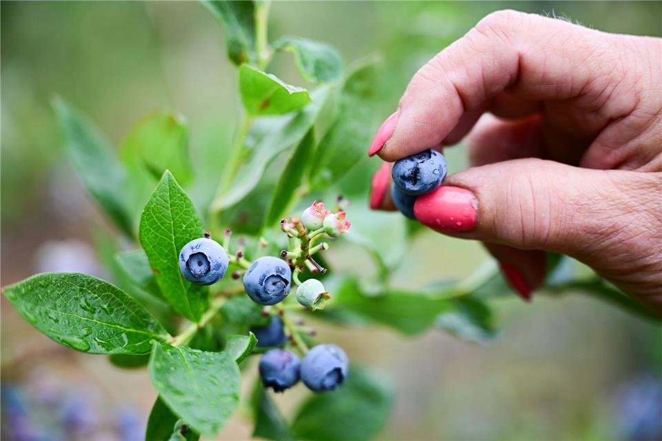 Heidelbeeren haben im Juli Saison. (Symbolbild)Sebastian Christoph Gollnow/dpa