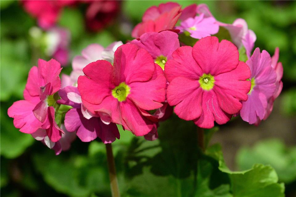 Heimische Arten im Vorteil: Primeln wie „Primula elatior“ bieten Insekten reichlich Nahrung.Andrea Warnecke/dpa-tmn