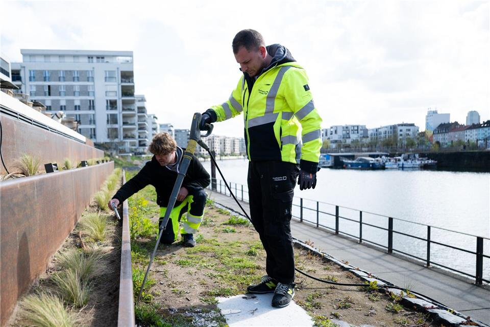 Heißes Wasser pumpen Tobias Milbrat und seine Kollegen in die Nester der Ameisen. Florian Wiegand/dpa