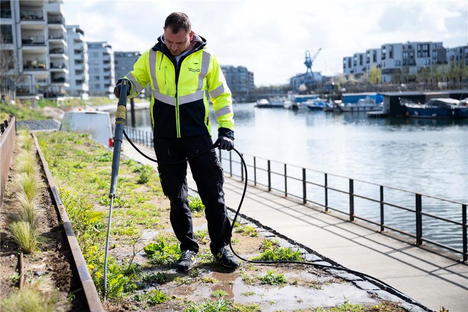 Heißes Wasser tötet die Ameisen in ihren Nestern.Florian Wiegand/dpa