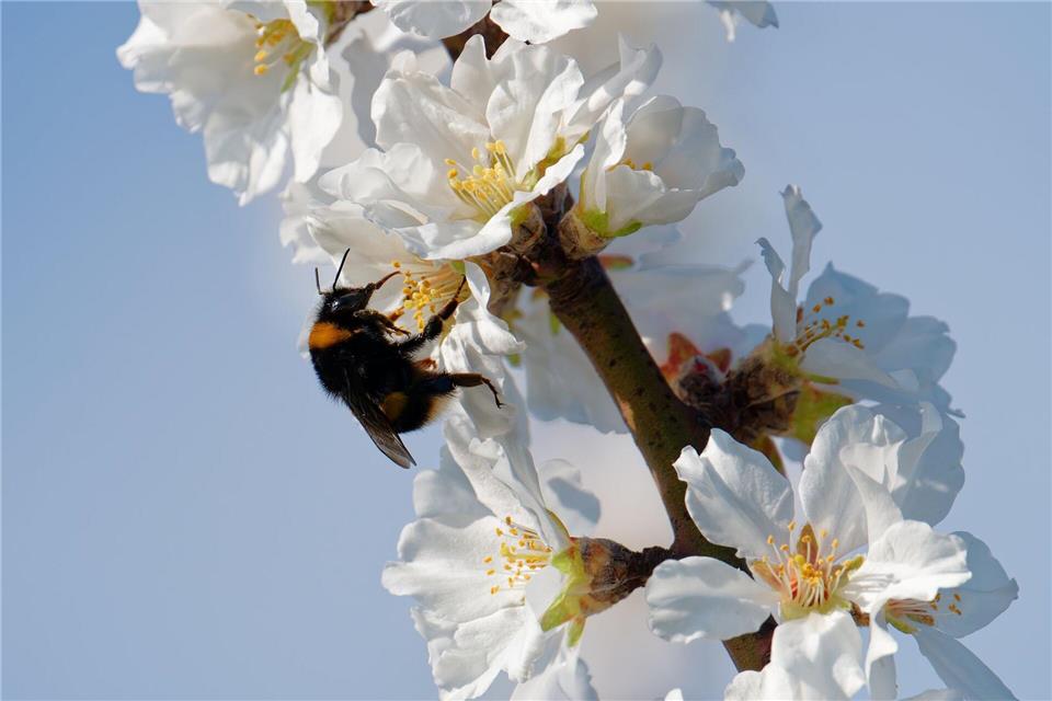 Heiter bis sonnig lautet auch die Vorhersage für die kommenden Tage. (Archivbild)Uwe Anspach/dpa
