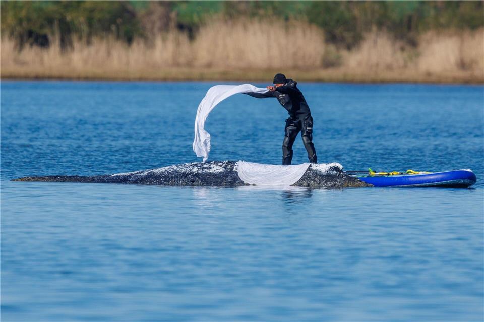 Helfer bedeckten den Wal zum Schutz vor der Sonne mit nassen Tüchern.Jens Büttner/dpa
