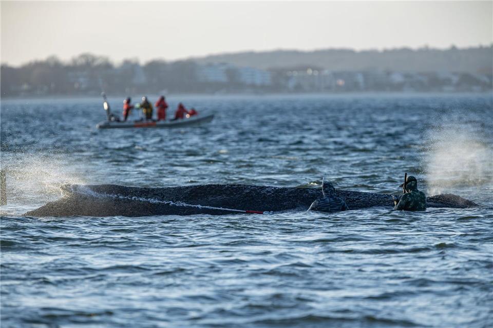 Helfer besprühten den Wal mit Wasser. Ulrich Perrey/dpa