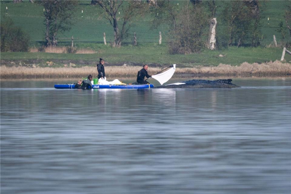 Helfer des privaten Rettungsteams legten Tücher auf den Wal.Philip Dulian/dpa