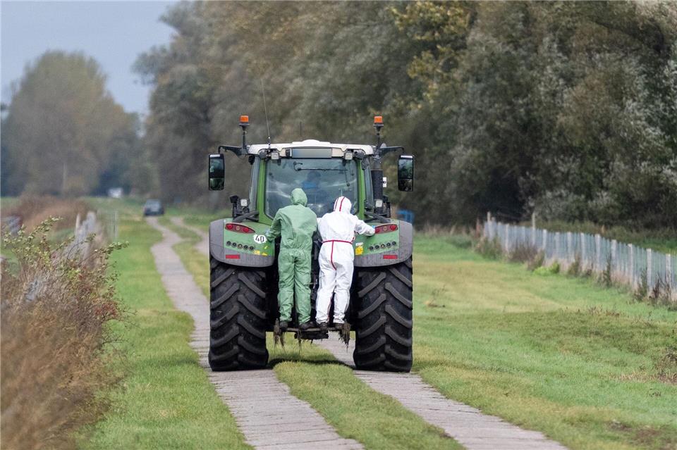 Ausnahmezustand Vogelgrippe: Neuer Ausbruch in Enten-Betrieb  Helfer in Schutzanzügen sind zur Beseitigung toter Kraniche in der Nähe von Linum im Einsatz.Christophe Gateau/dpa