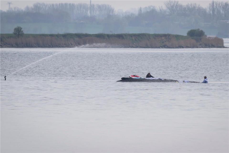 Helfer legen Tücher über den Wal.Philip Dulian/dpa