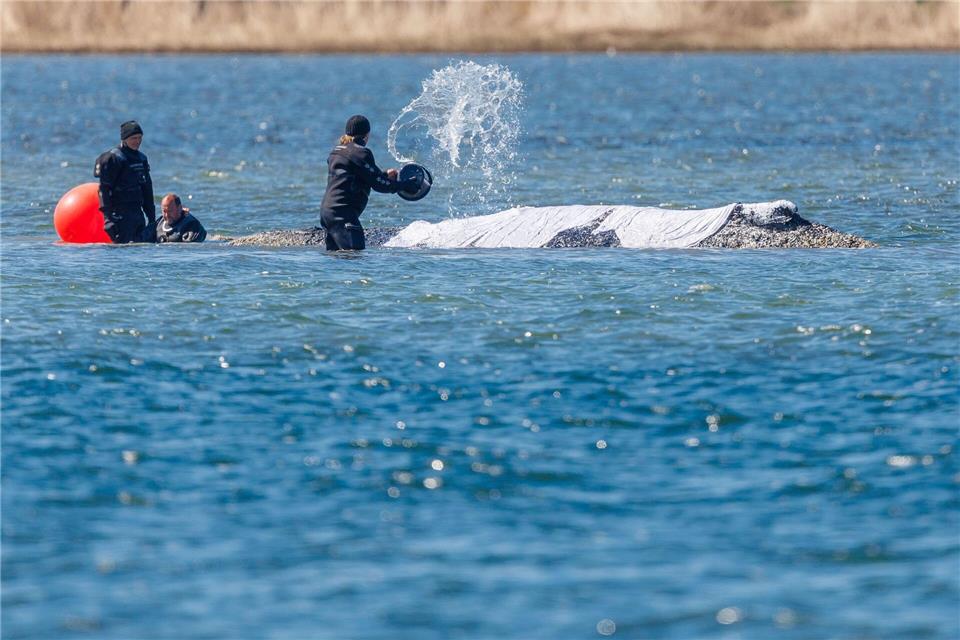 Helfer schütten Wasser auf den Rücken des Tieres.Jens Büttner/dpa