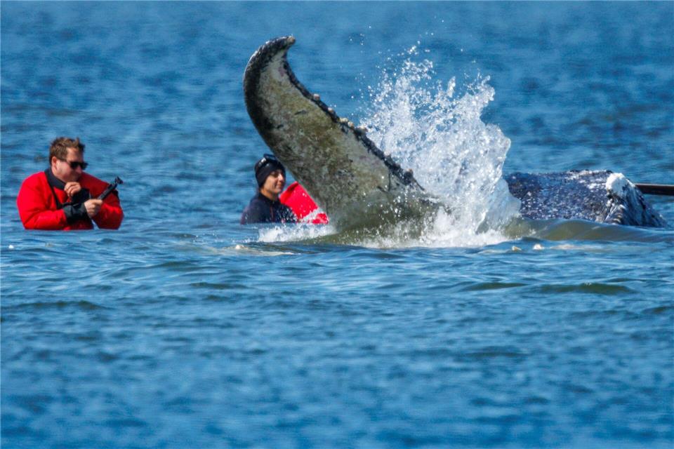 Helfer wollen den Wal retten.Jens Büttner/dpa