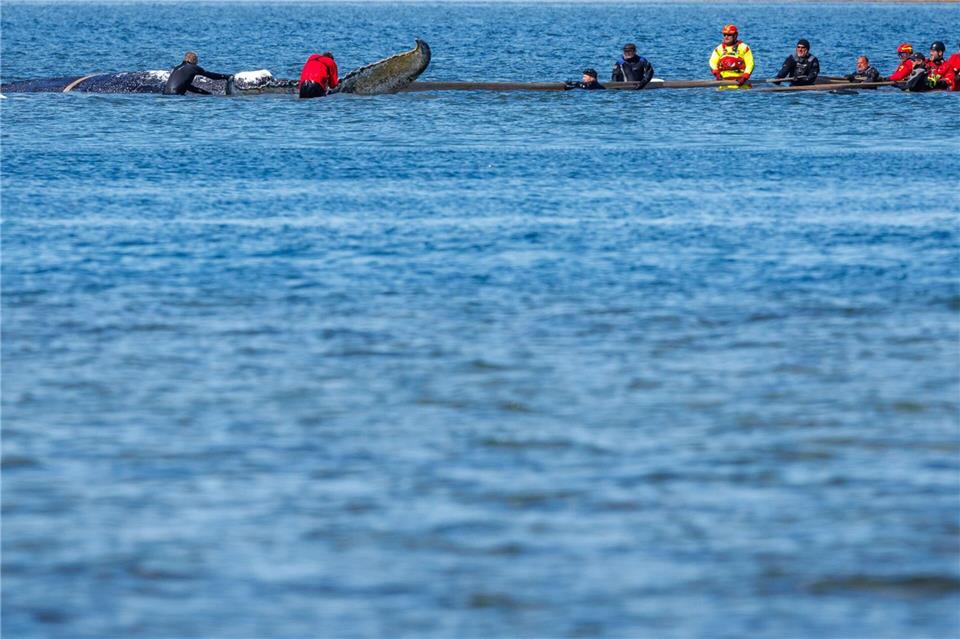Helfer ziehen an Gurten an dem Wal.Jens Büttner/dpa
