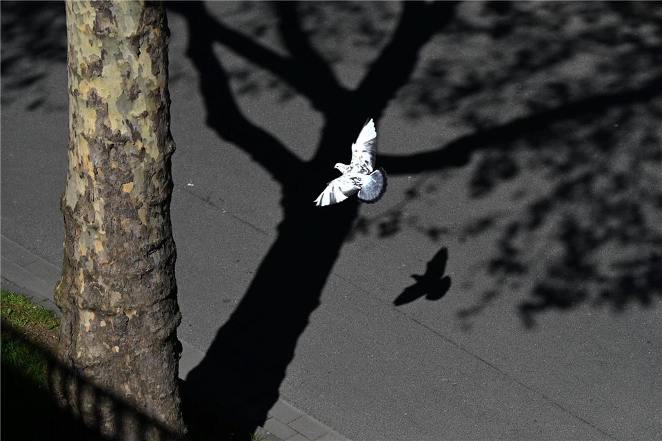 Hell und dunkel, Licht und Schatten: Eine Taube fliegt in Düsseldorf unter einem Baum entlang. Celine Frohnapfel/dpa