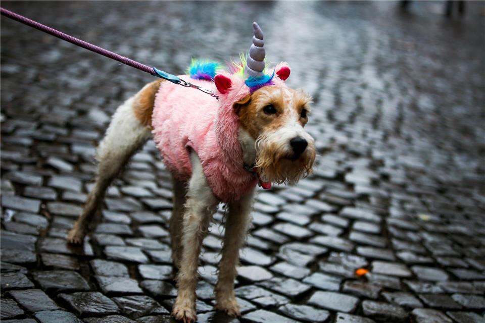Hellau und Alaaf! Karneval bei Hundewetter.Thomas Banneyer/dpa