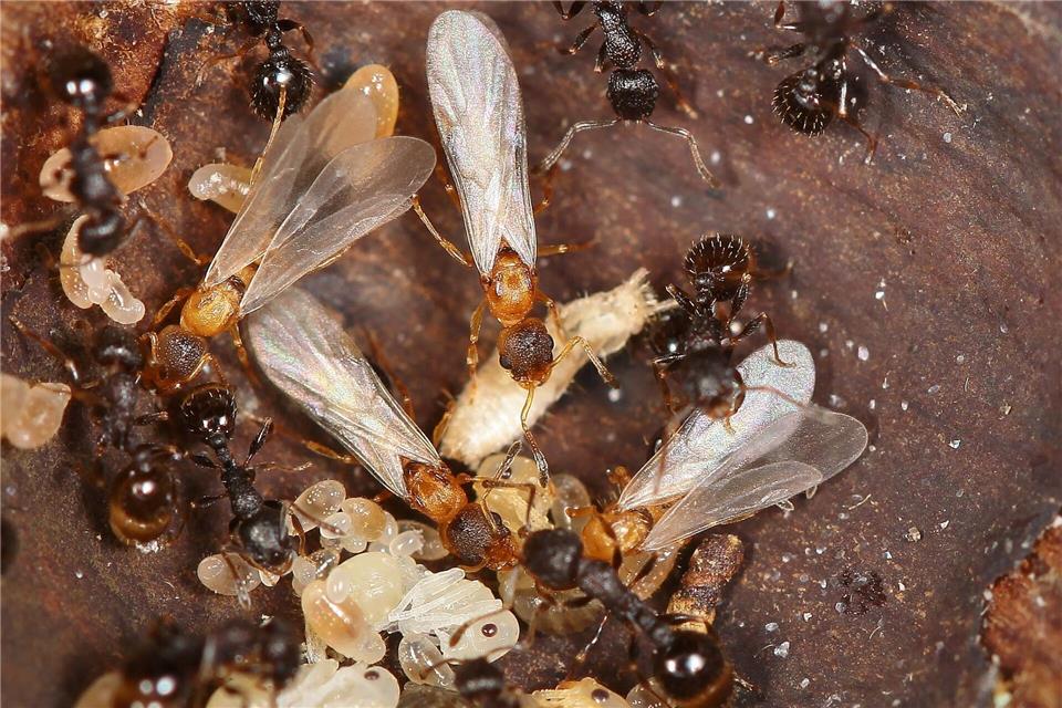Hellbraune, geflügelte Ameisenköniginnen überfallen den Staat einer anderen Art und lassen dort den eigenen Nachwuchs aufziehen. Kyoichi Kinomura/Universität Regensburg/dpa