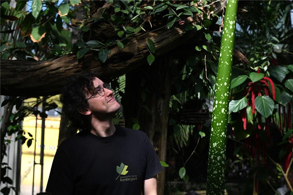 Hendrik Denkhaus hofft in ein paar Jahren auf eine geruchsintensive Blüte.Celine Frohnapfel/dpa