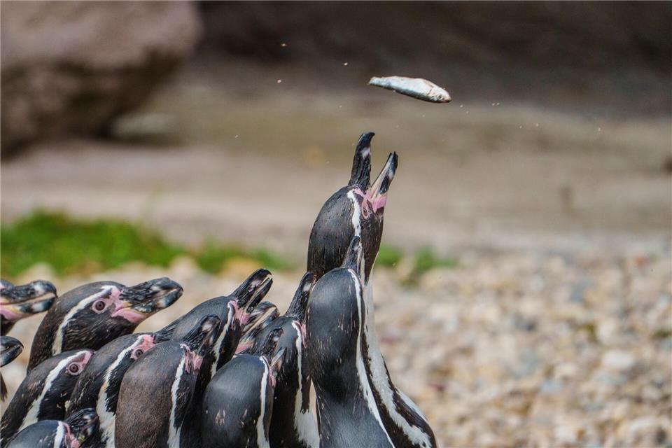 Her mit dem Futter - Pinguine schnappen bei einer öffentlicher Fütterung nach Fisch. Andreas Arnold/dpa