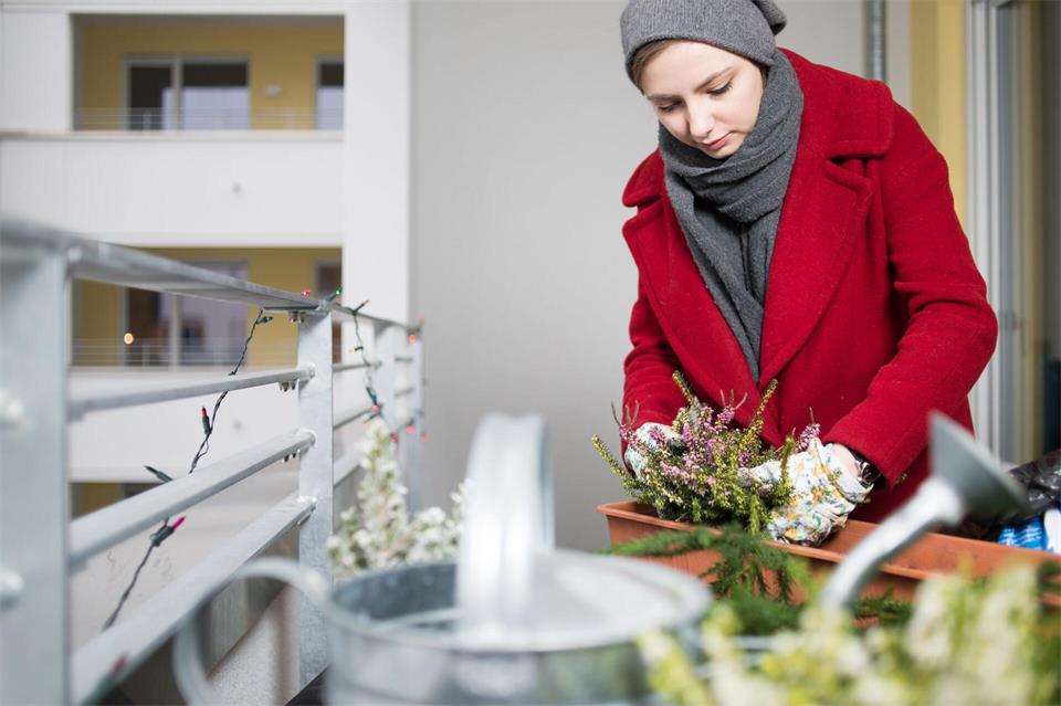 Herbstbepflanzung: Schneeheide bringt Farbe in den Balkonkasten und kann dort mit anderen Herbstblumen kombiniert werden.Franziska Gabbert/dpa-tmn