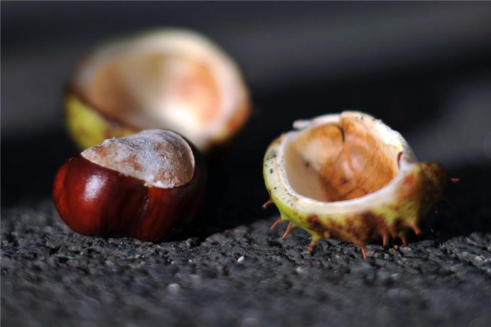 Herbstgefahr: Herabfallende Kastanien und Eicheln können Blech und Lack von Autos beschädigen.Jochen Lübke/dpa/dpa-tmn