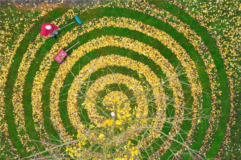 Bilder des Tages Herbstkunst im Garten: Ginkgo-Blätter in Spiralenform in einem Garten in PetersdorfPatrick Pleul/dpa
