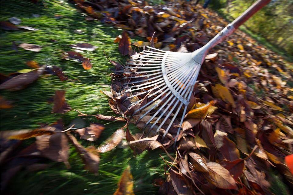 Herbstlaub sollte man regelmäßig vom Rasen entfernen, etwa mit einer Harke.Florian Schuh/dpa-tmn
