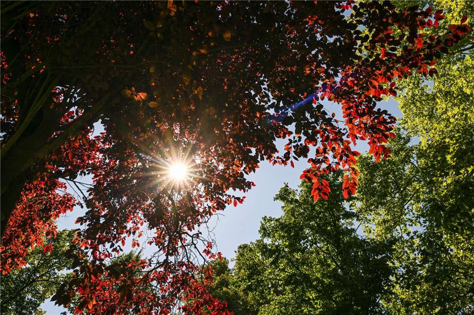 Herbstlich sonniges Wetter in Berlin und Brandenburg (Symbolbild).Jens Kalaene/dpa