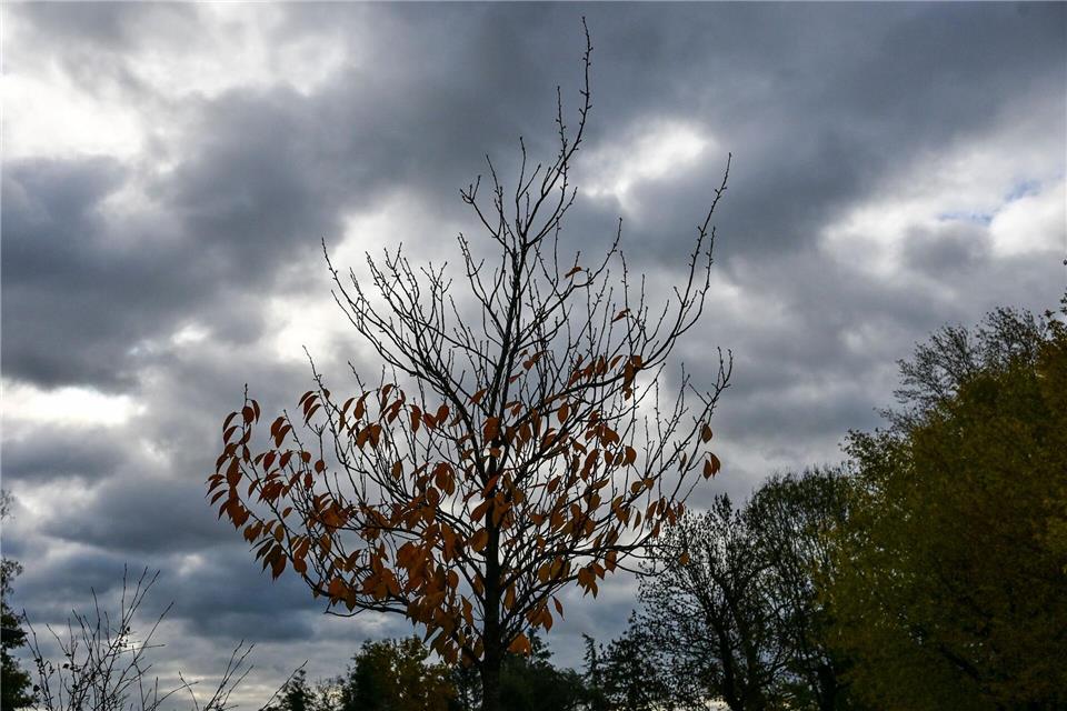 Herbstliches Wetter und kühlere Temperaturen werden in Berlin und Brandenburg erwartet. (Archivbild)Jens Kalaene/dpa