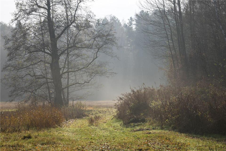 Herbstliches Wetter und kühlere Temperaturen werden in Berlin und Brandenburg erwartet.Frank Hammerschmidt/dpa
